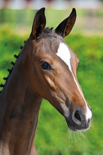 COBARA VD BERGHOEVE Z - Sister to 1.60m jumping STERREHOF'S USHI